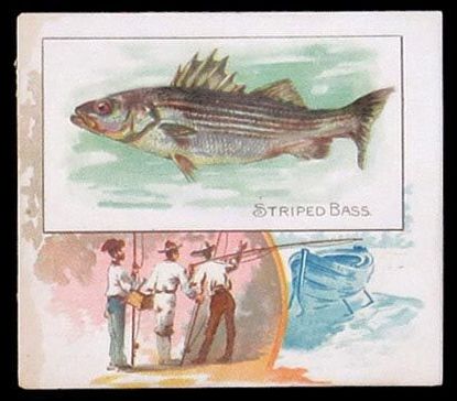 N39 Striped Bass